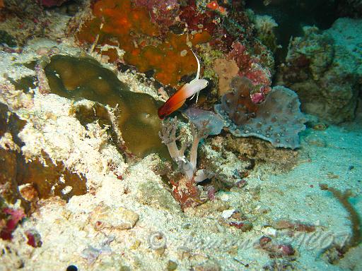 gobie de feu - Nemateleotris magnifica.JPG - difficile à approcher car il disparait dans un trou au moindre danger